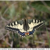 pap machaon imago1 kher